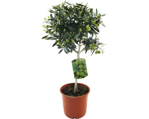 Olijfboom FloraSelf Olea europaea stamhoogte 20-40 cm Ø 20 cm pot