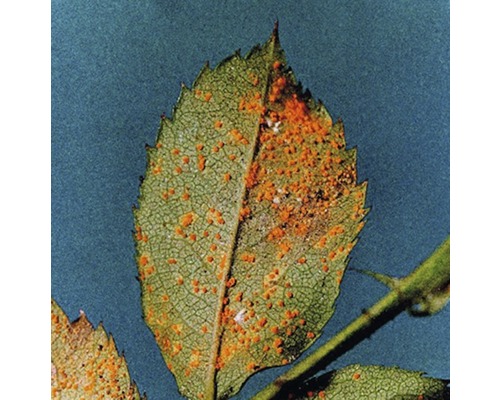 Neudorff Fungisan Rozen Fungicide 16 ml