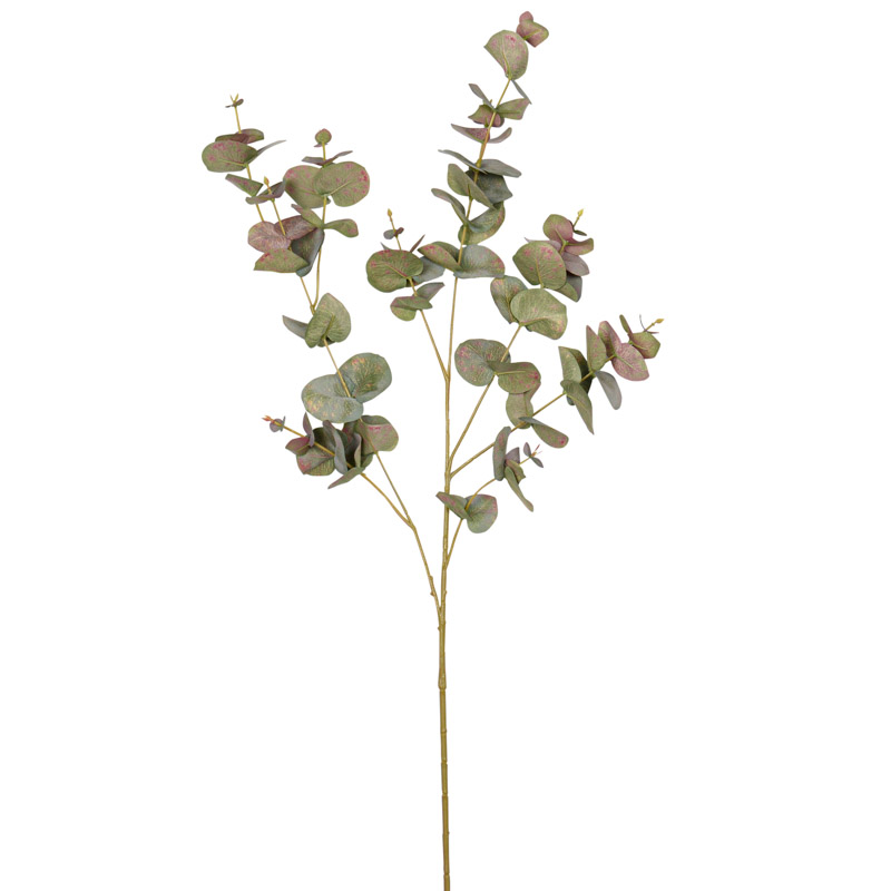 Branche d'Eucalyptus