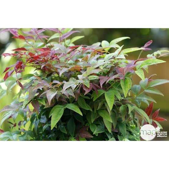 Nandina Domestica 'Obsessed ® Seika':Tffe pot 5L
