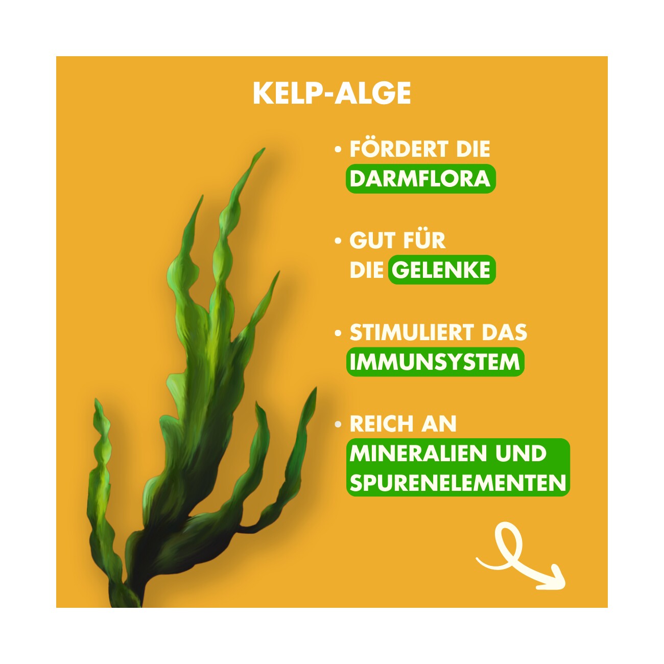 Irish Pure Adult - Huhn + Gemüse & Kelp 1,5 kg