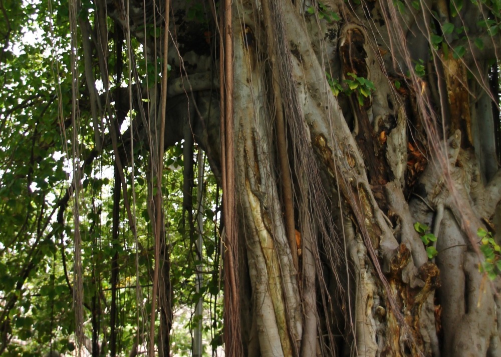 Figuier des banians - 20 graines - avec substrat - ficus benghalensis