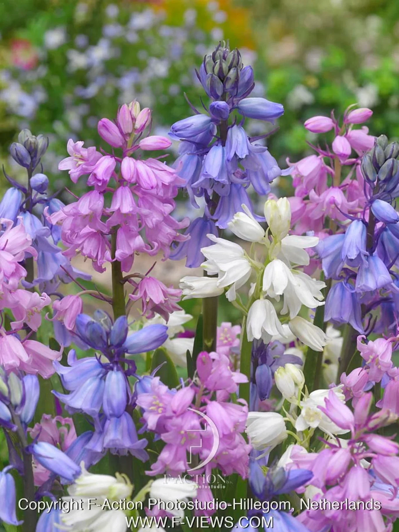 Hyacinthoides hispanica Spaniablåstjerne miks