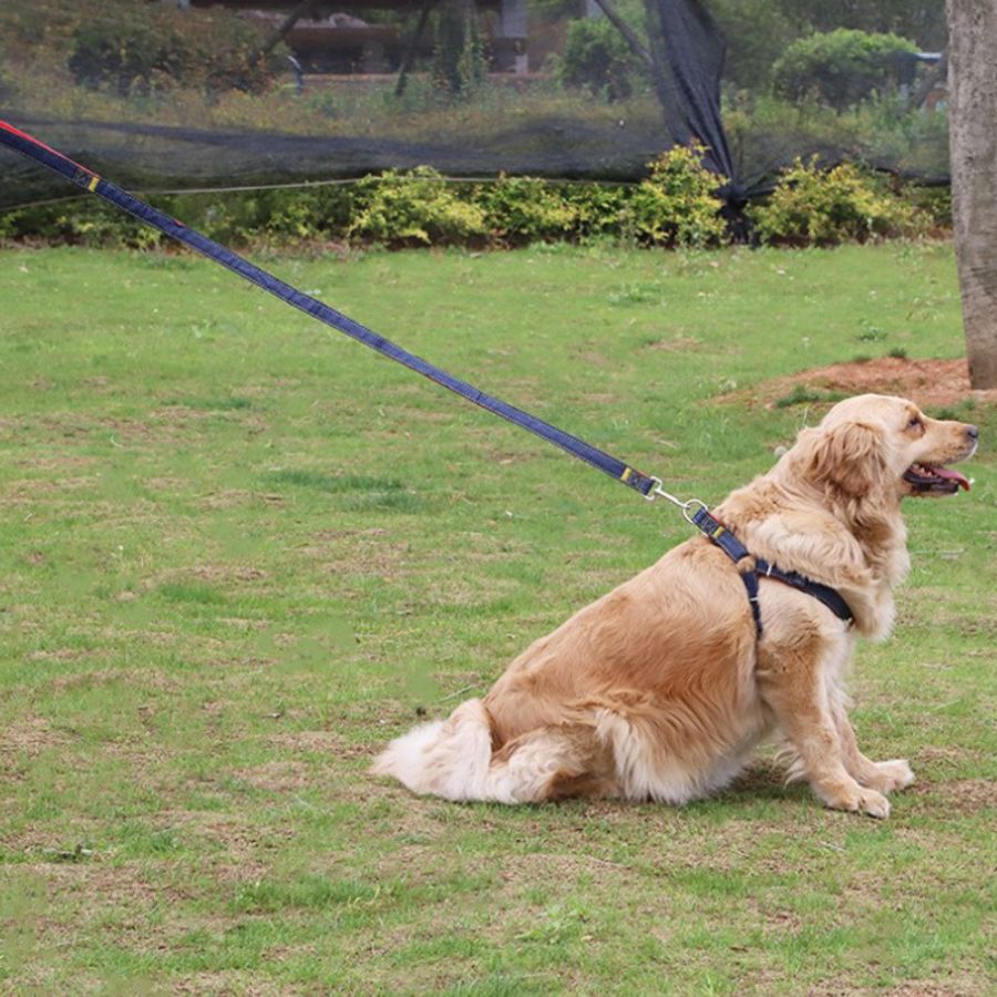 Coleira e guia para animais de estimação em tecido jeans.