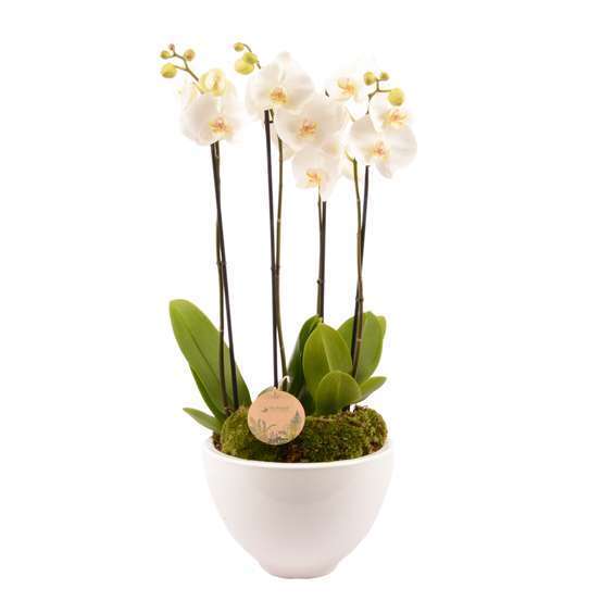 Composition Phalaenopsis 4 tiges