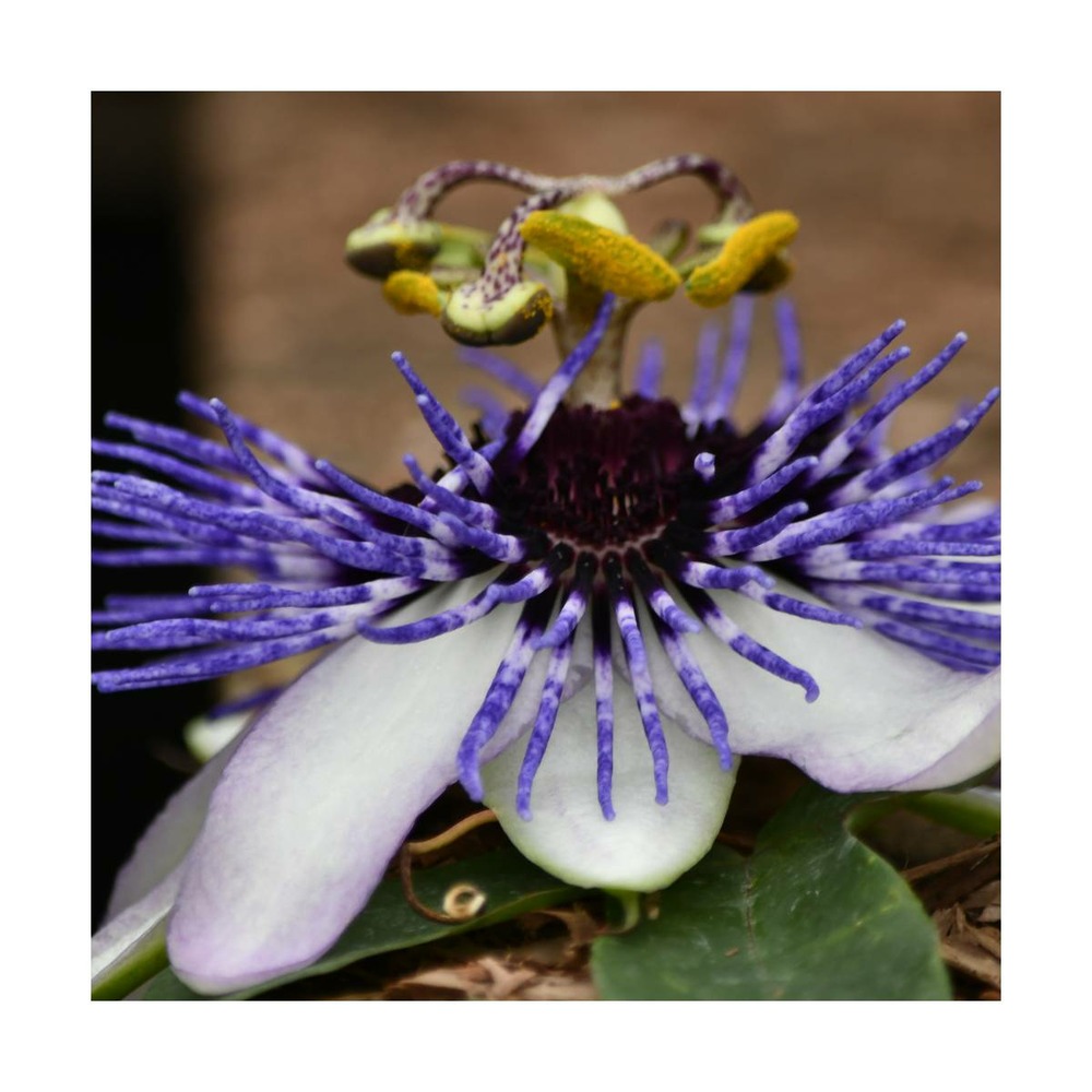 Passiflore x riverside® damsel's delight®/passiflora x riverside® damsel's delight®[-]godet - 5/10 cm
