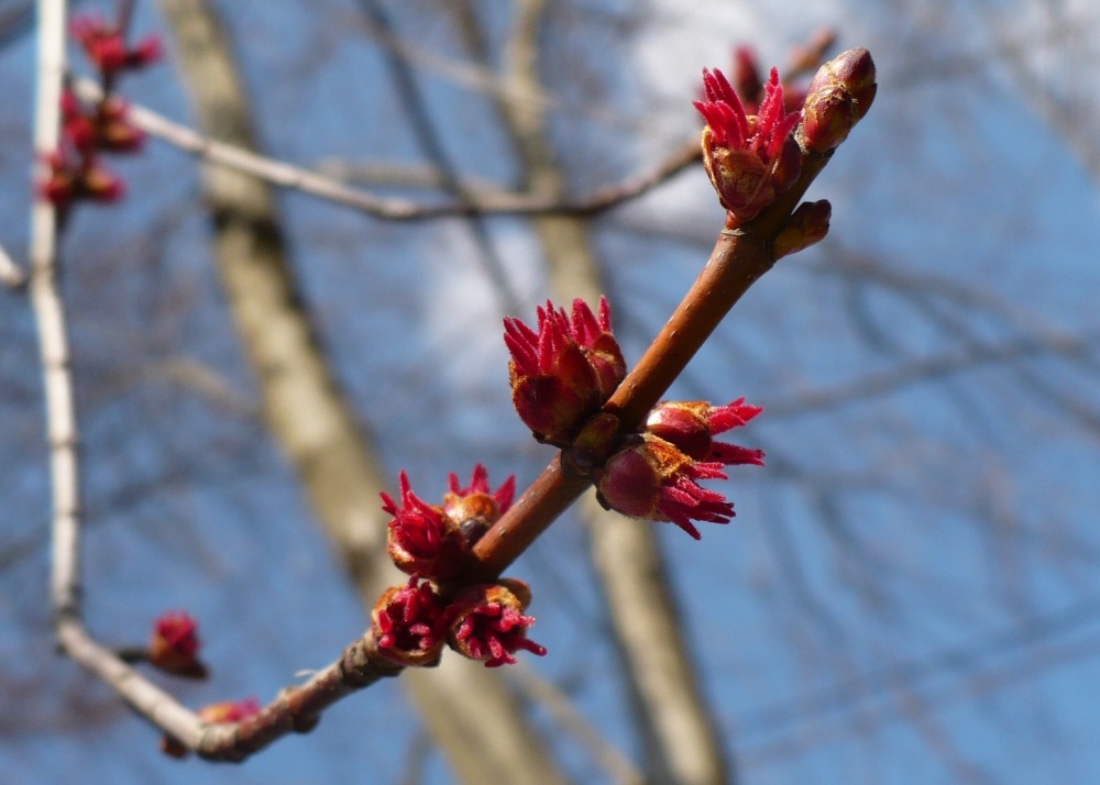 Jardin dans le sac - erable rouge - 20 graines - acer rubrum