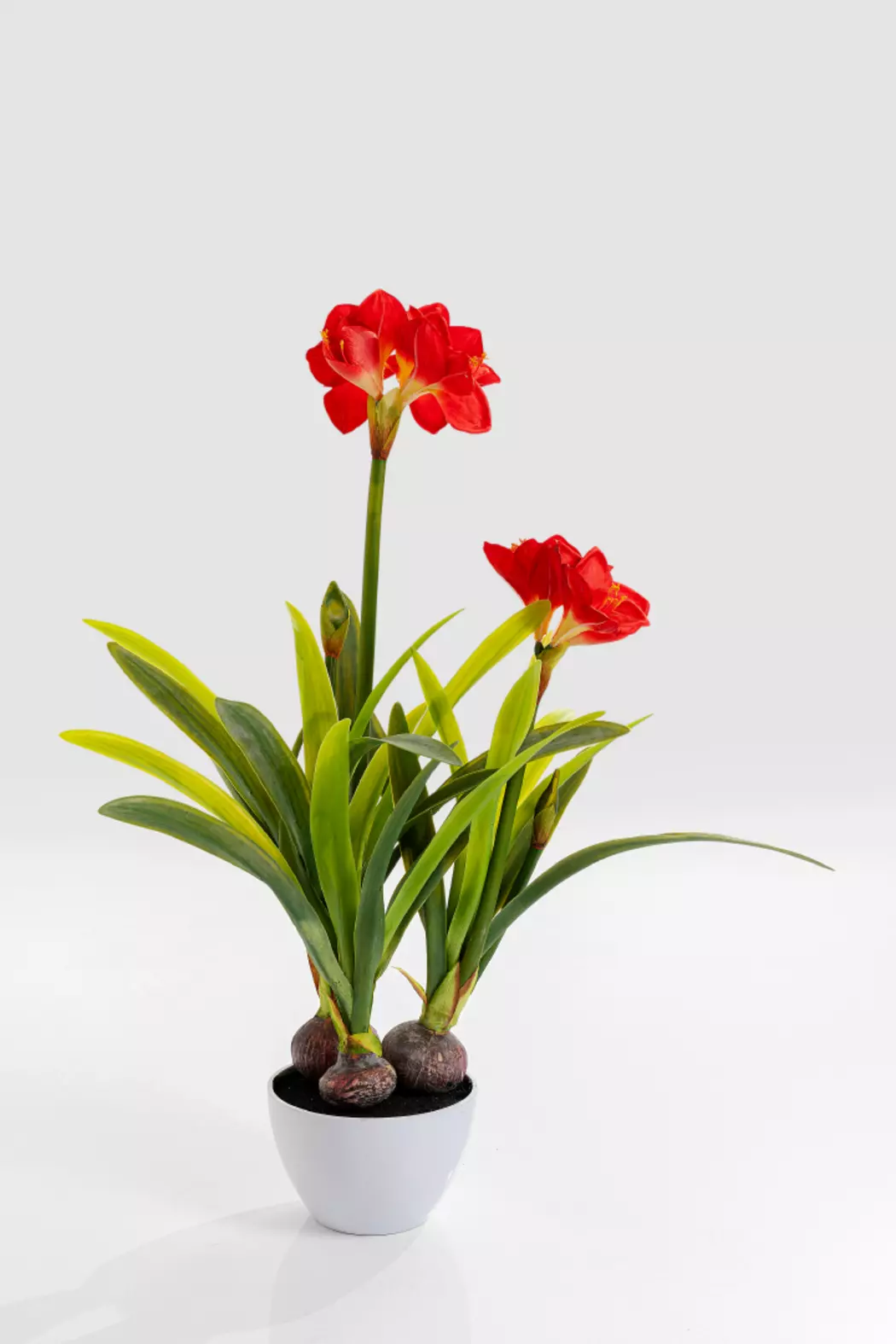 Deko Pflanze 51682 Amaryllis