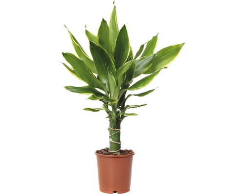 Drakenboom FloraSelf Dracaena fragrans 'Golden Coast' H 40-50 Ø 11 cm pot
