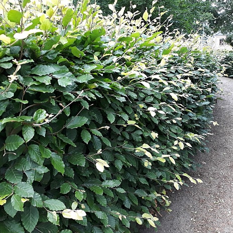 Bøg 80-100 cm - hæk - 10 stk. pr. bundt