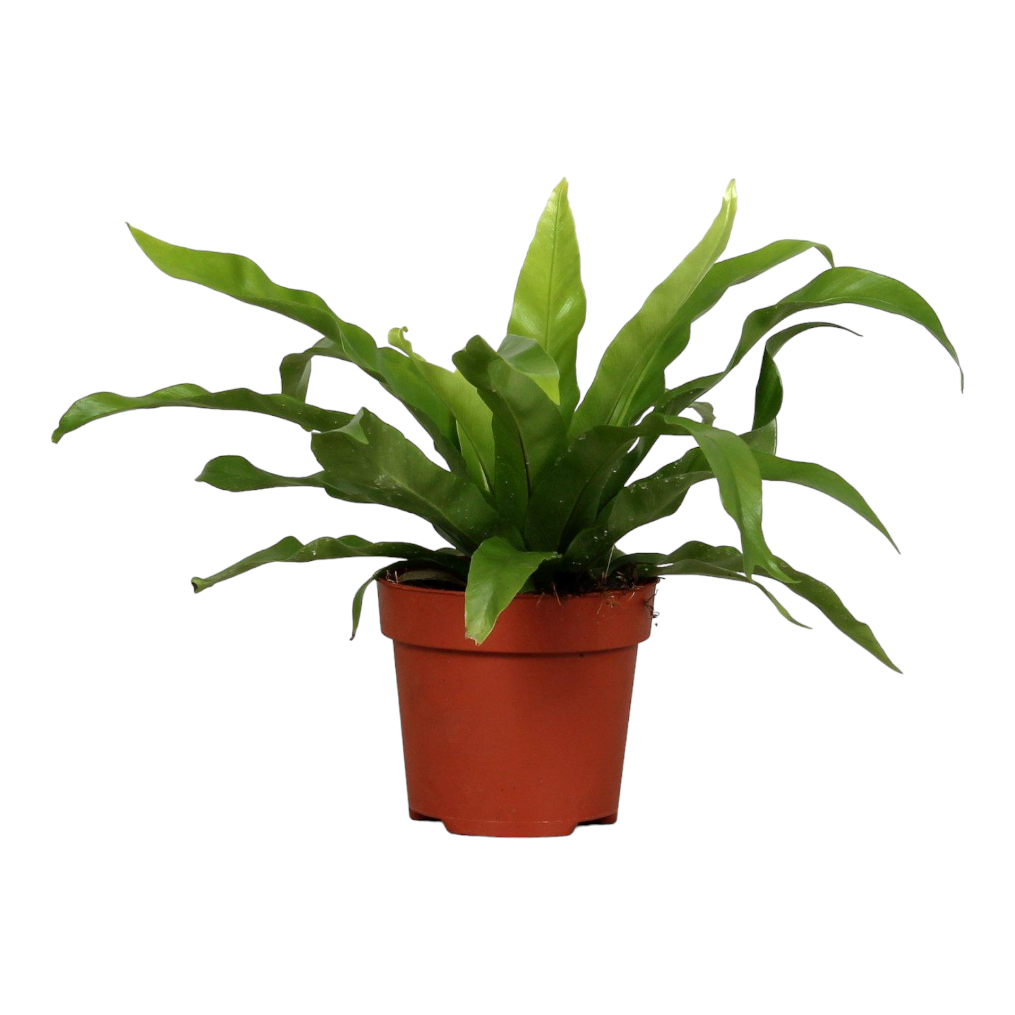 Plante d'intérieur - asplenium 'antiquum' 25.0cm