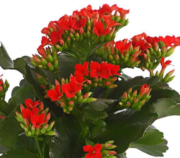 Flammendes Käthchen - Kalanchoe blossfeldiana