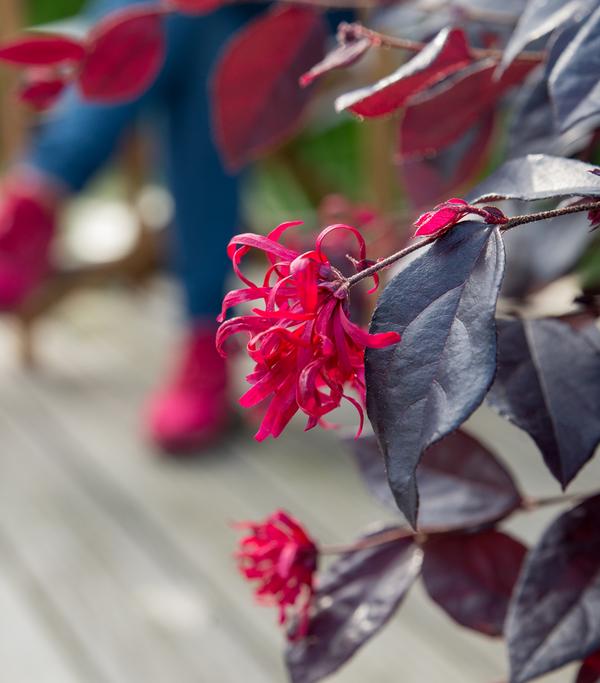 Riemenblüte 'Ever Red'