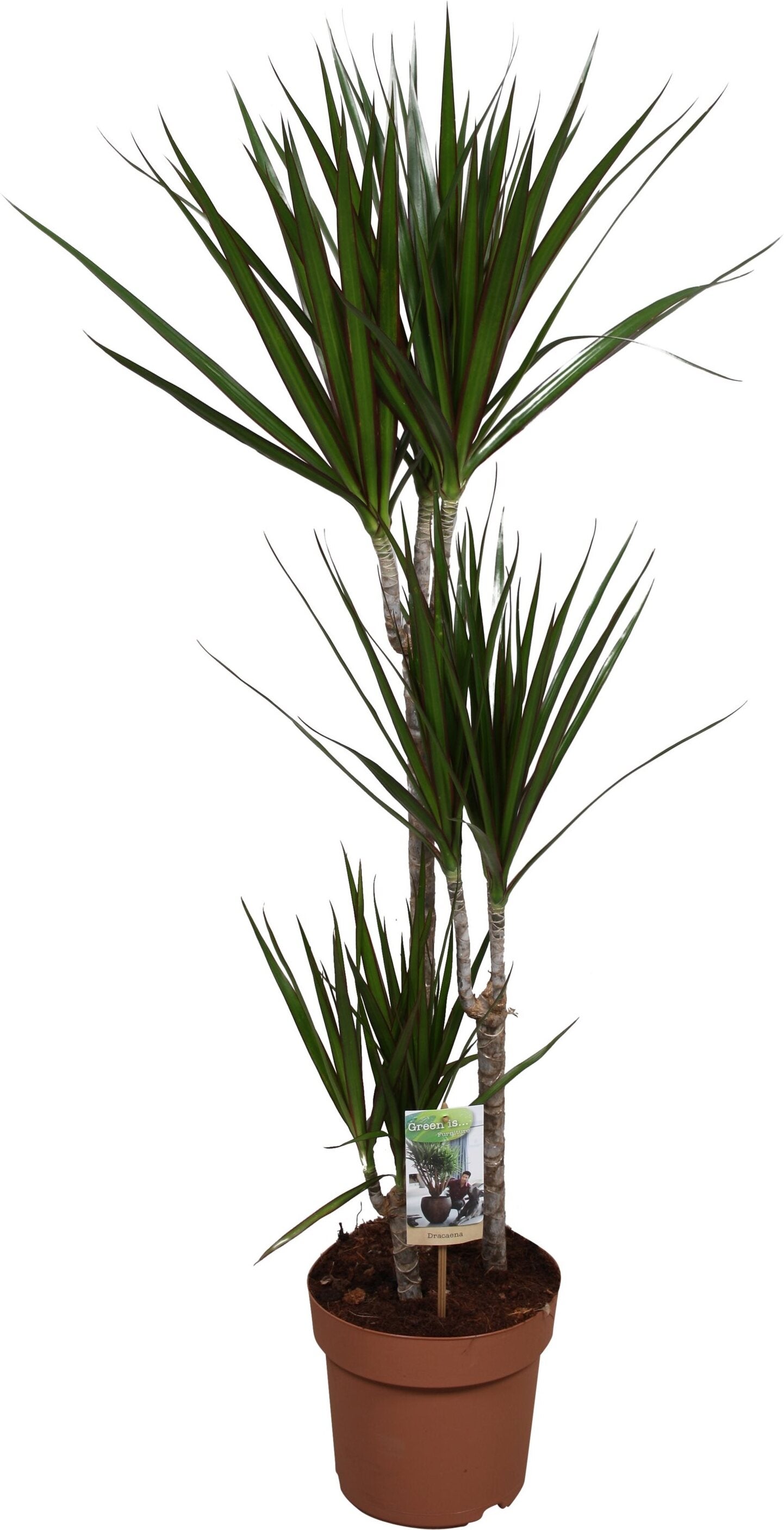 Drakenbloedboom (Dracaena marginata) D 21 H 125 cm