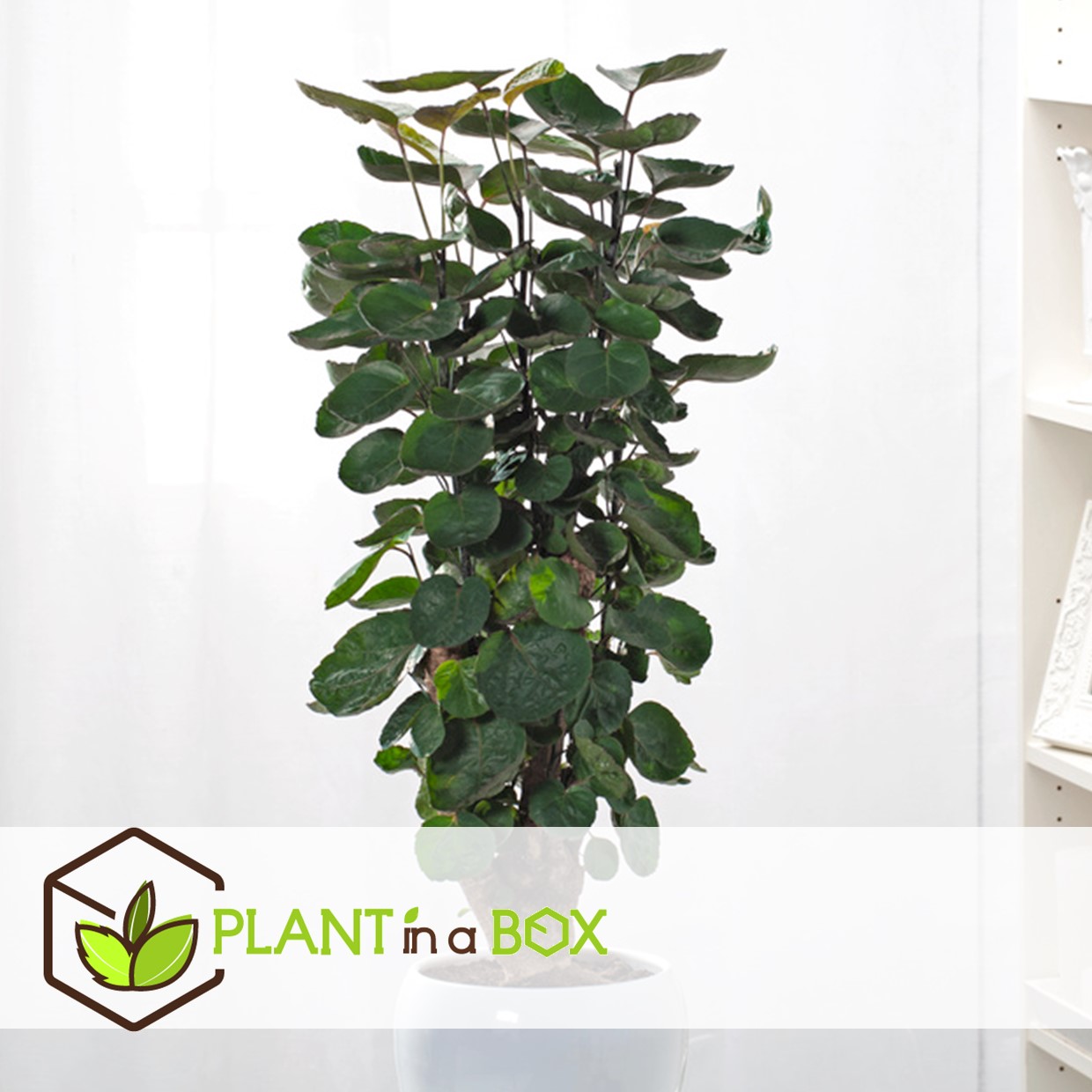 Polyscias fabian - caractéristique - pot 21cm - hauteur 80-85cm