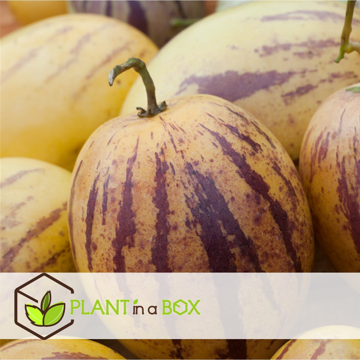 Solanum 'pepino gold' - poire melon - set de 3 - pot 9cm - hauteur 25-40cm