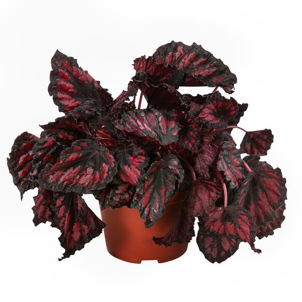 Blattbegonien-Set - Begonia rex-Hybriden,