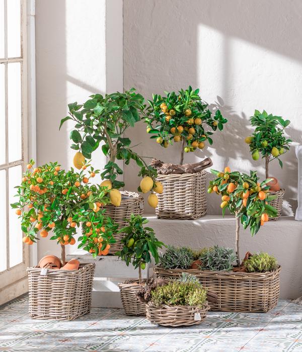 Calamondin-Orange