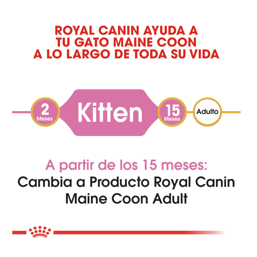 Ração Royal Canin para gatinhos da raça Maine Coon
