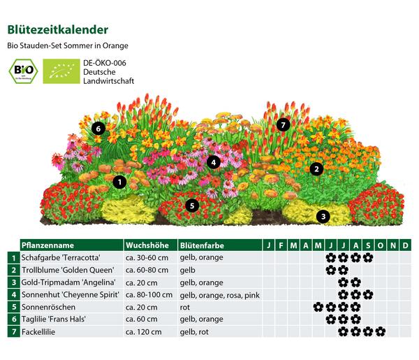 Bio Stauden-Set Sommer in Orange, 24-teilig