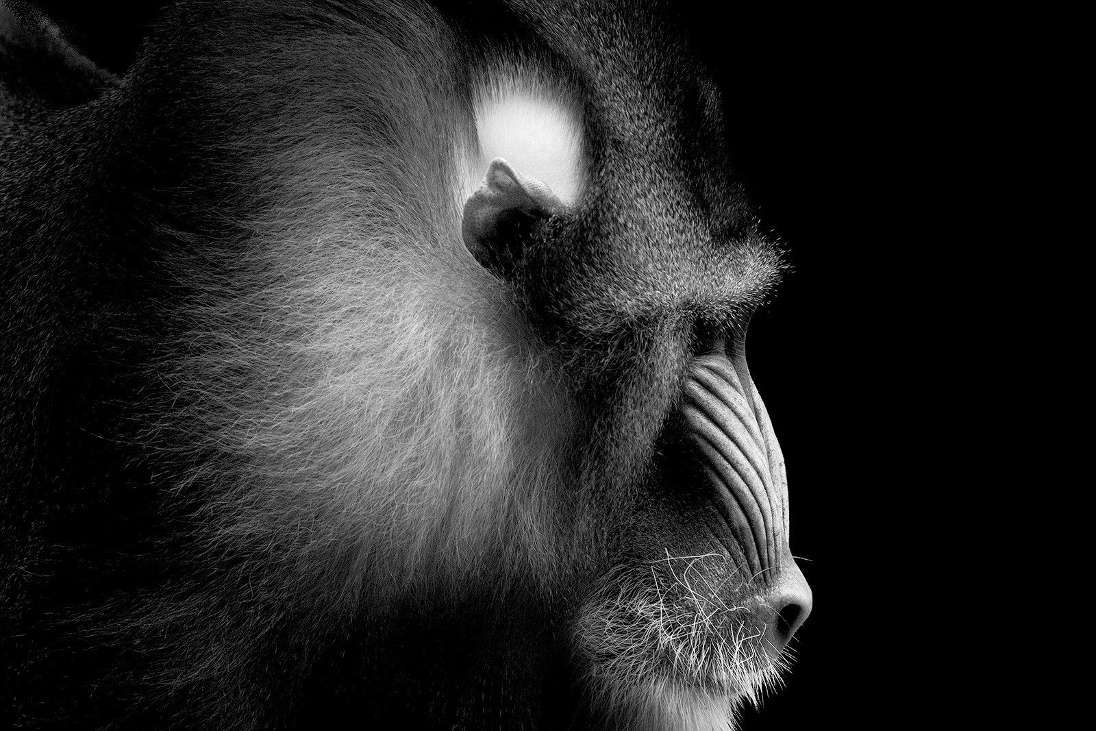 Mandrill Portrait by Wolf Ademeit - Limited Edition. Edition of: 100. Signed.