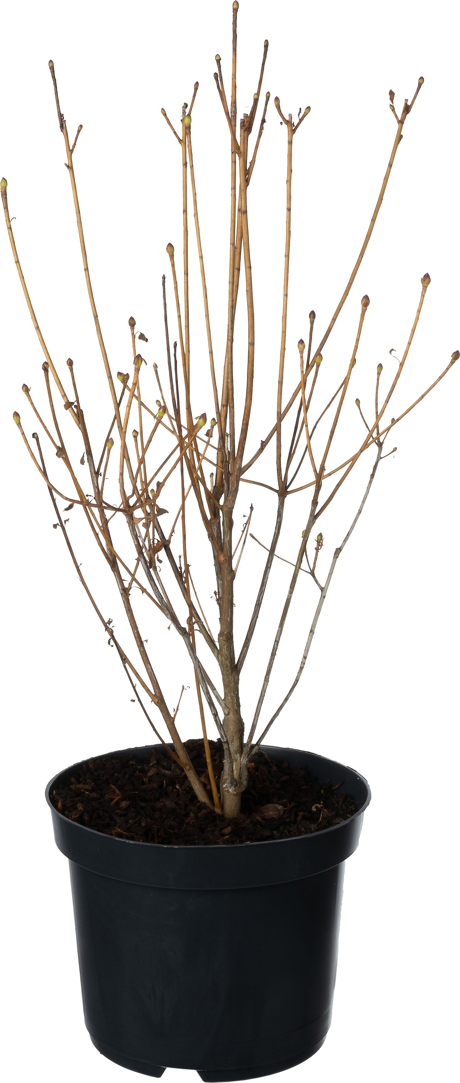 Pronkklokje (Enkianthus campanulatus) D 17 H 30 cm