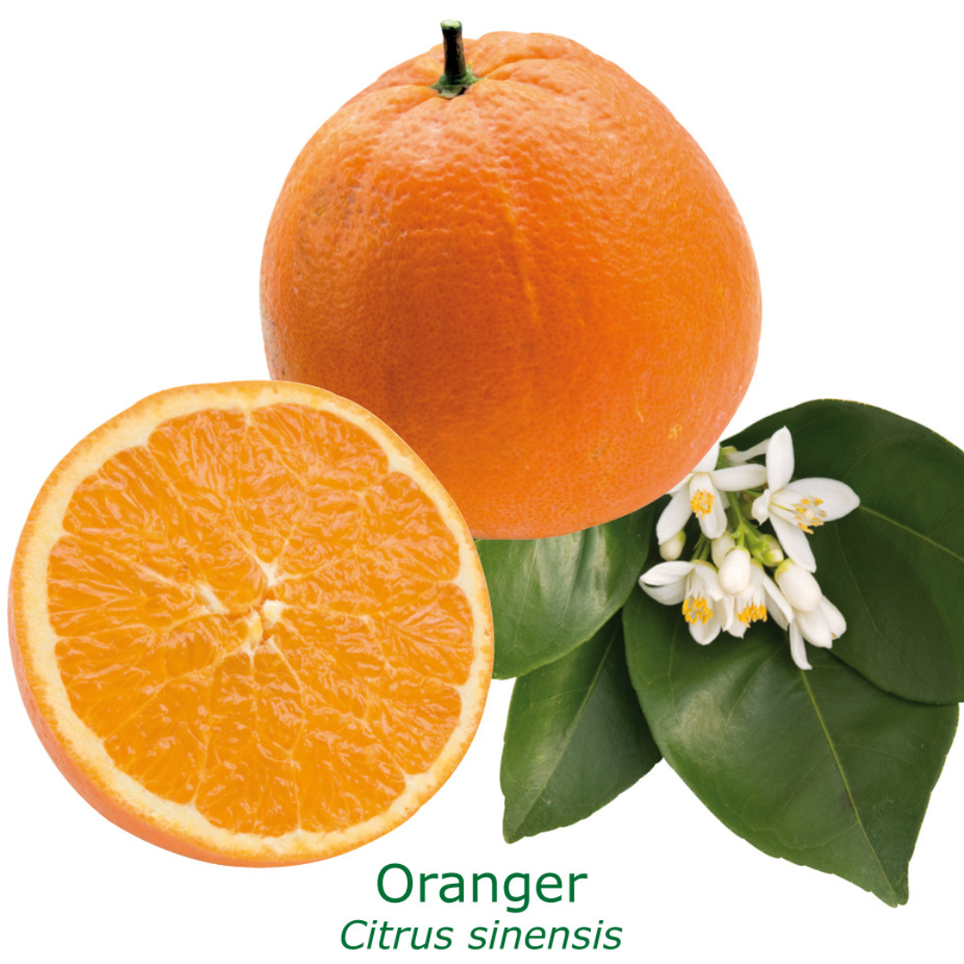 Oranger tailles:pot carré de 5 litres, hauteur 40/60 cm
