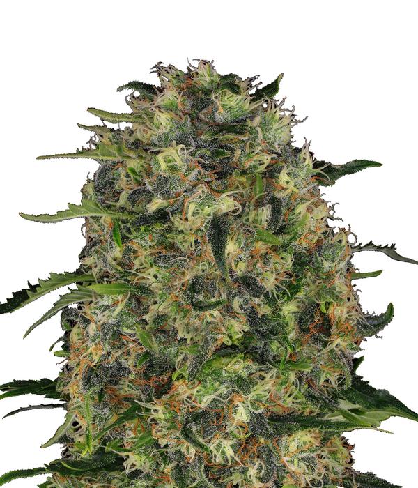 Bud Voyage Hanfsamen Tiefschlaf Black Domina,
