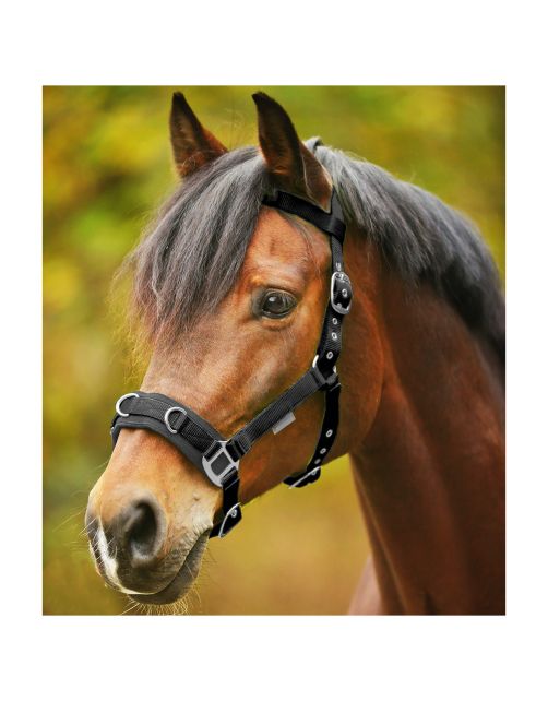 Waldhausen Cavesson Economic - Longeerhalster Zwart - Paardenhalster