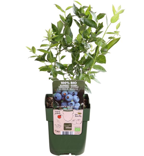 Bio Heidelbeere 'Brigitta Blue'