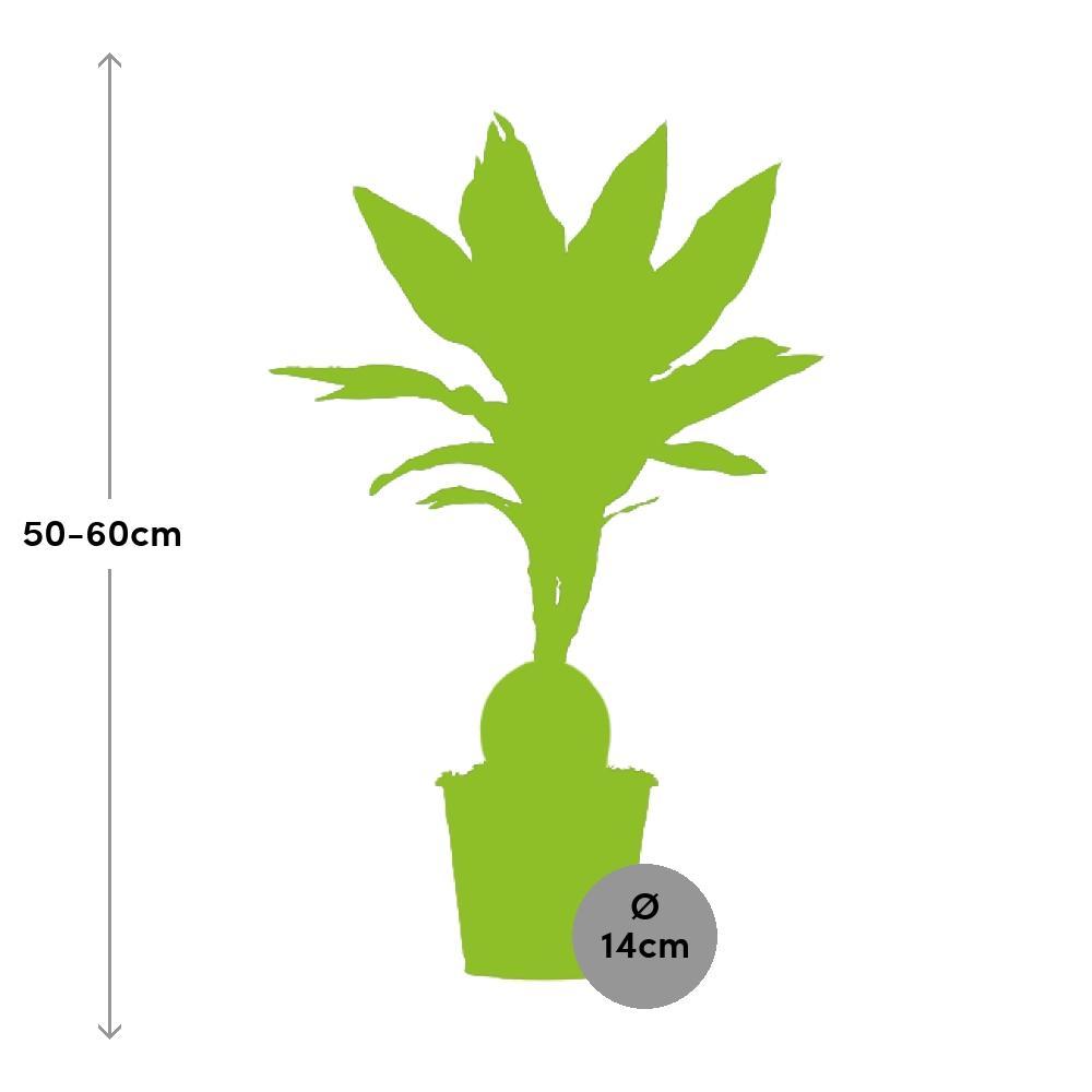 Plante d'intérieur - dracaena 'janet lind' 55.0cm