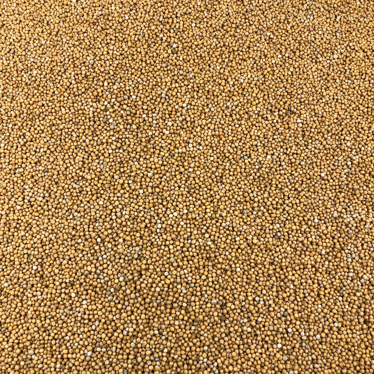 Moutarde Jaune Graines Bio en Vrac 5kg Vrac Bio