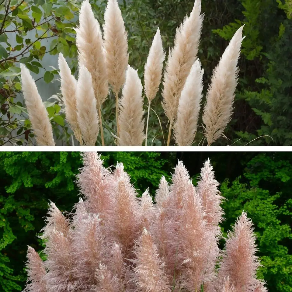 Pampasgras - Set van 6 - Cortaderia selloana - Hoogte 25-40cm - ⌀9cm