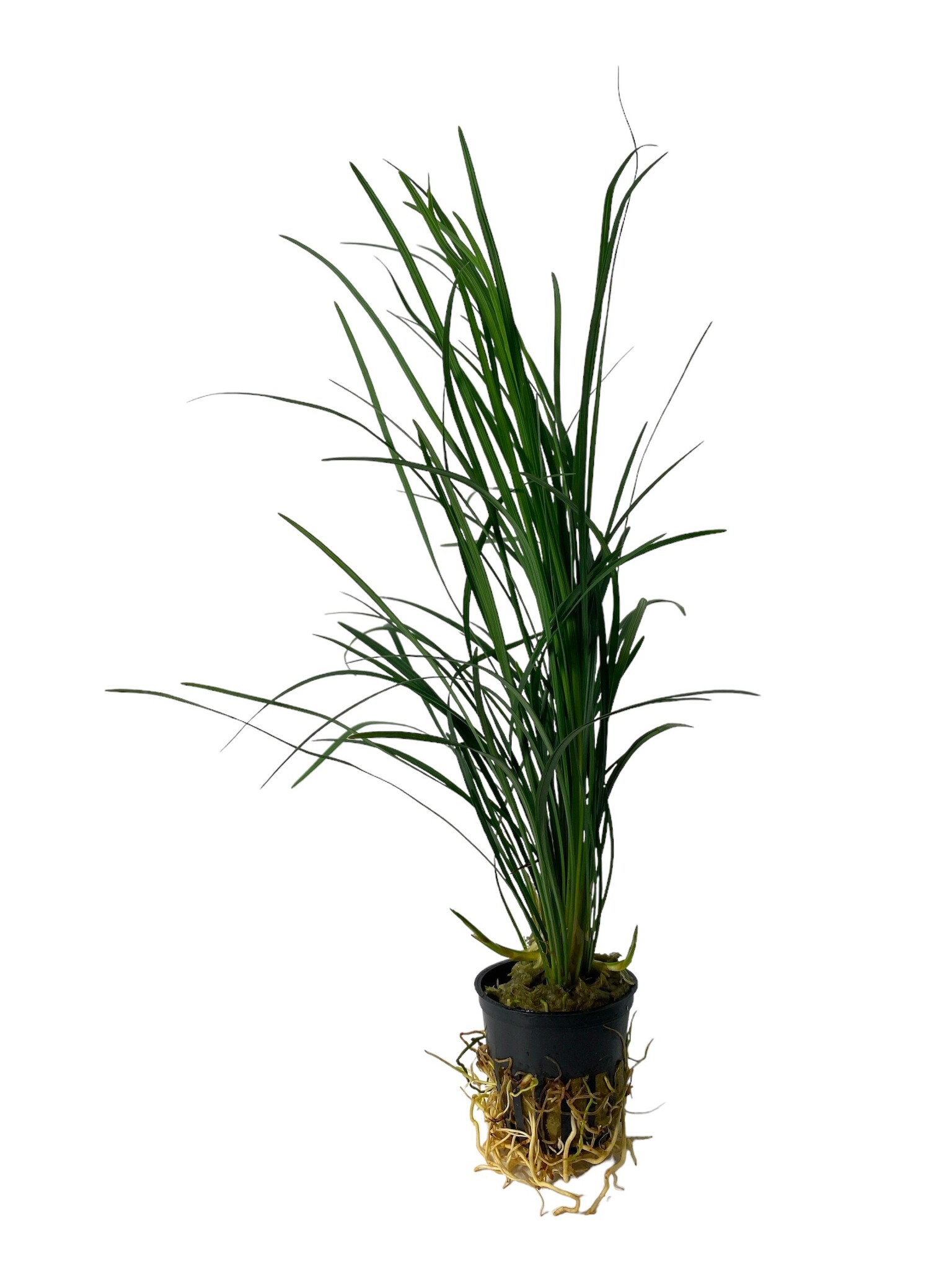 Waterplant Ophiopogon Japonicus Special