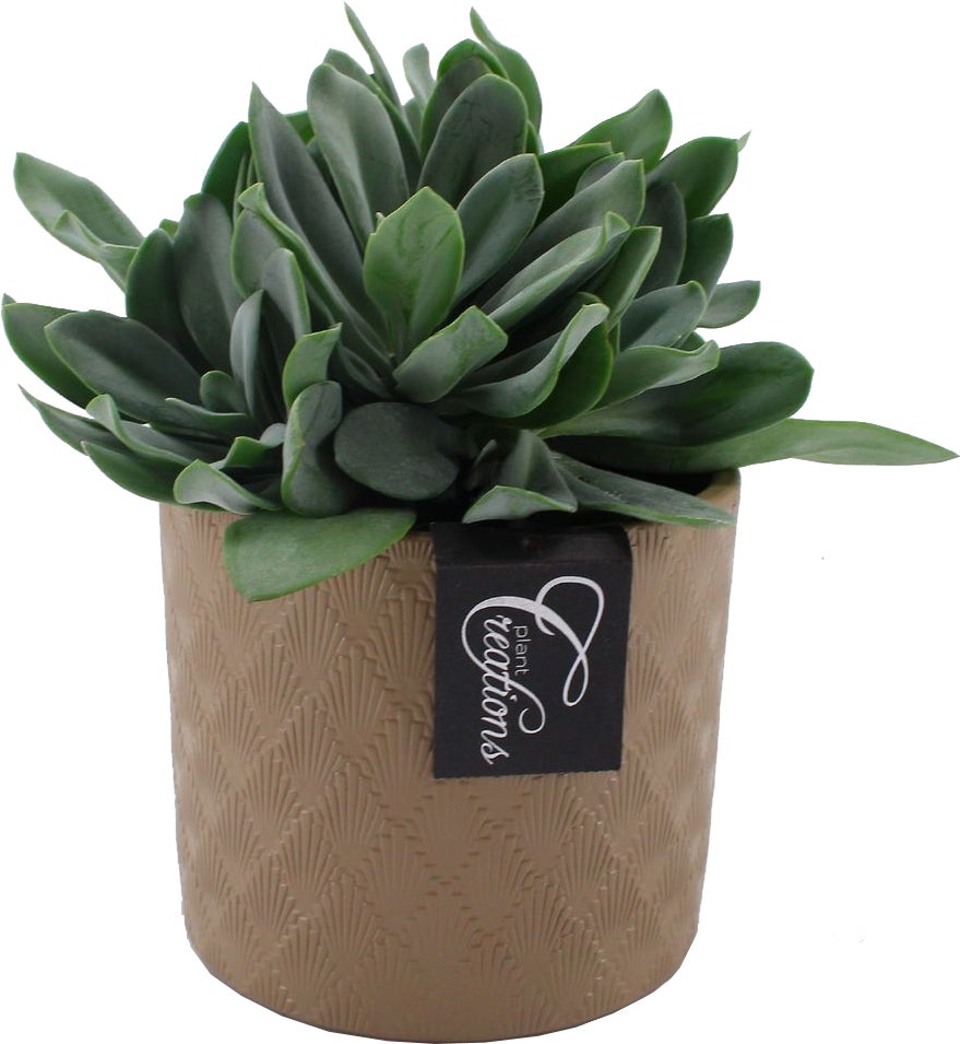 Intratuin Arrangement Crown Kruiskruid (Senecio) D 14 H 20 cm