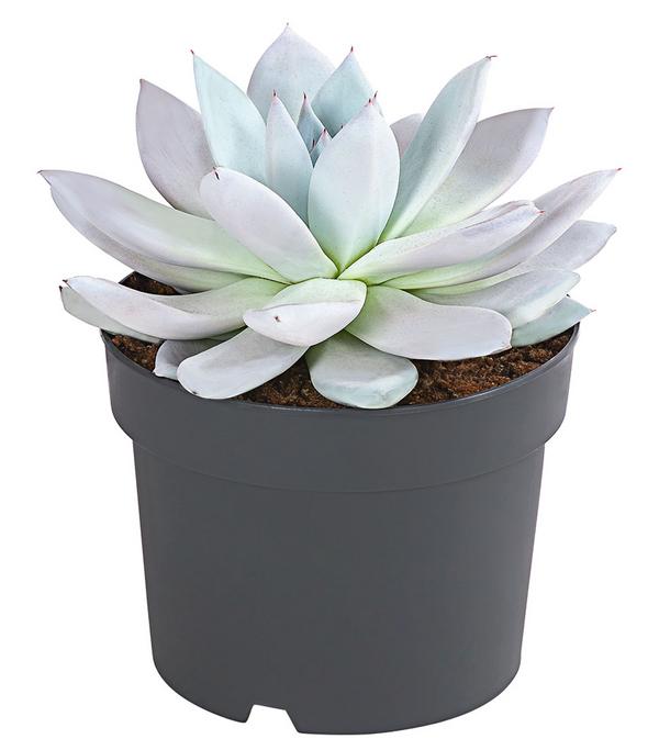 Echeverie - Echeveria Hybride, verschiedene