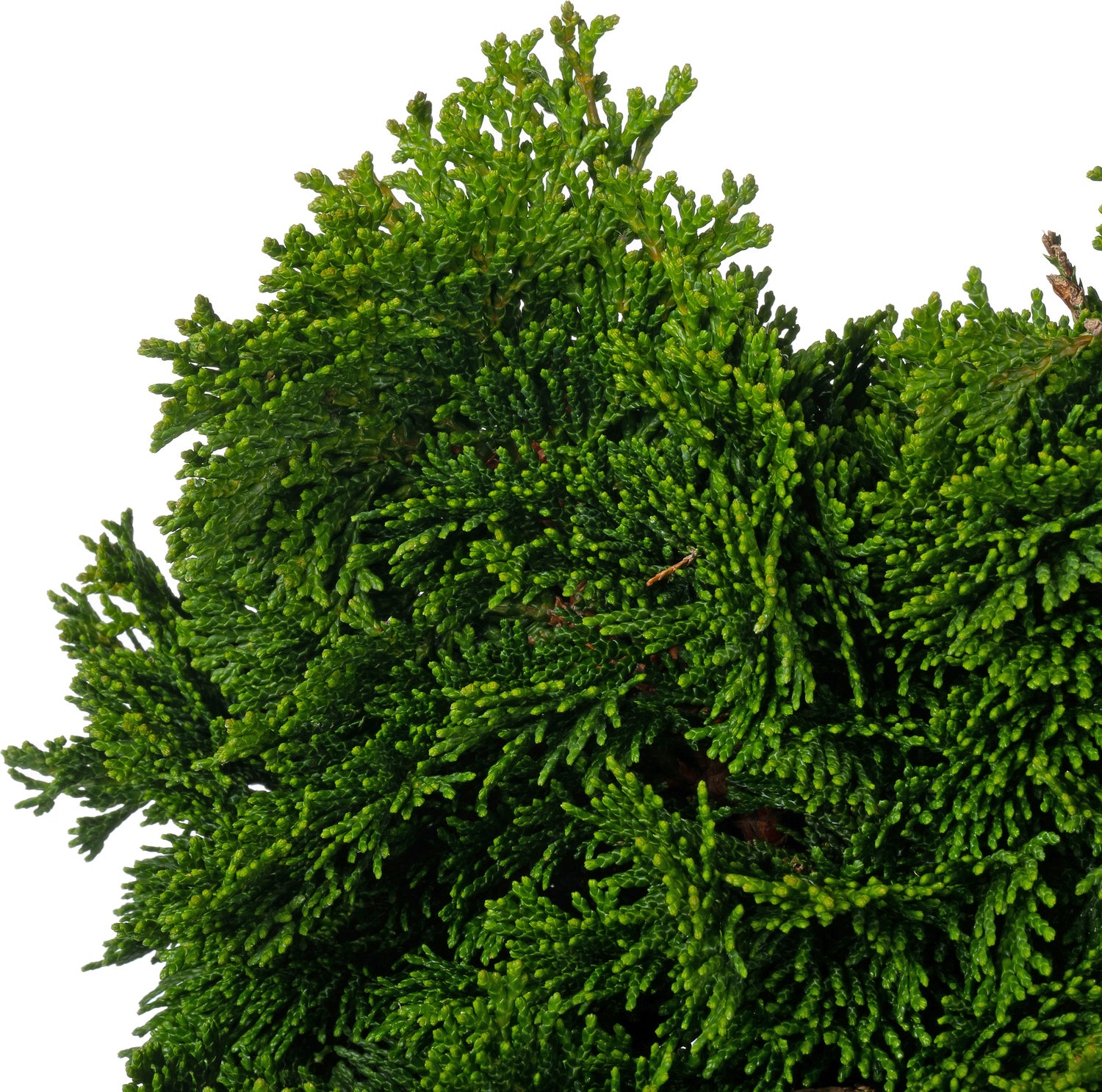 Dwergcipres (Chamaecyparis obtusa 'Nana Gracilis') D 23 H 30 cm