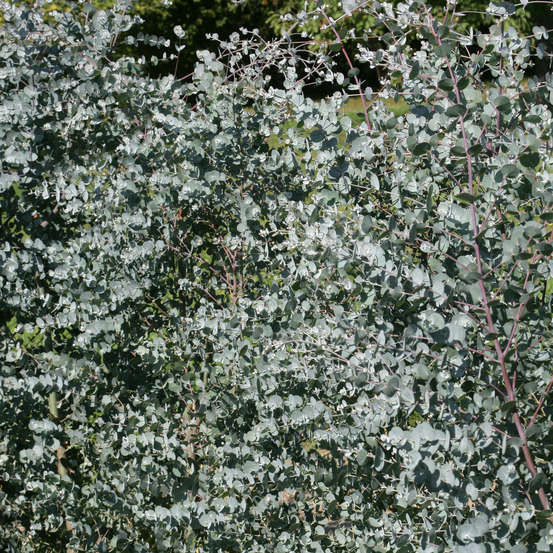 Eucalyptus gunnii Azura ' Cagire' : conteneur 8 litres