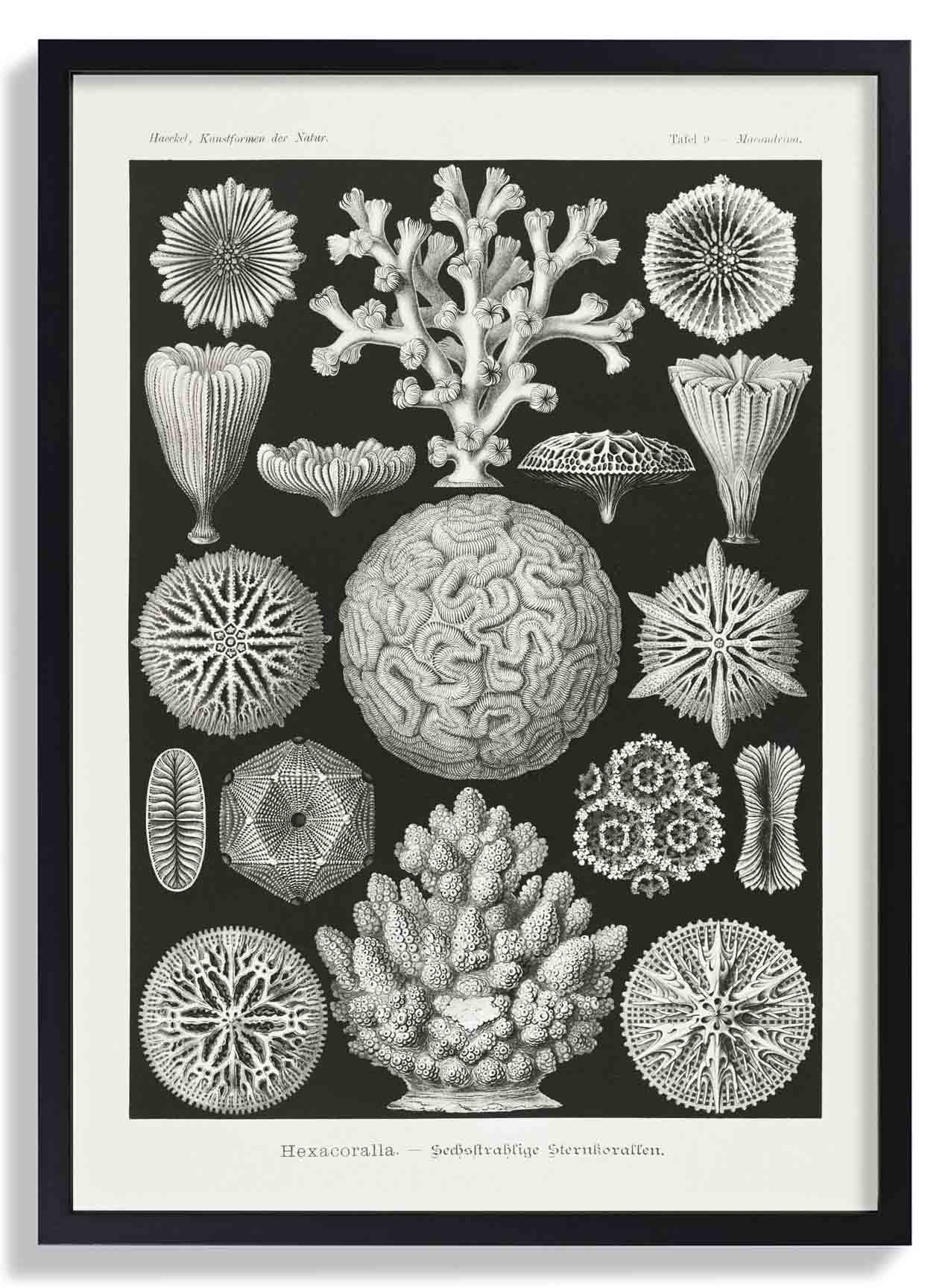 Hexacoralla II von Ernst Haeckel