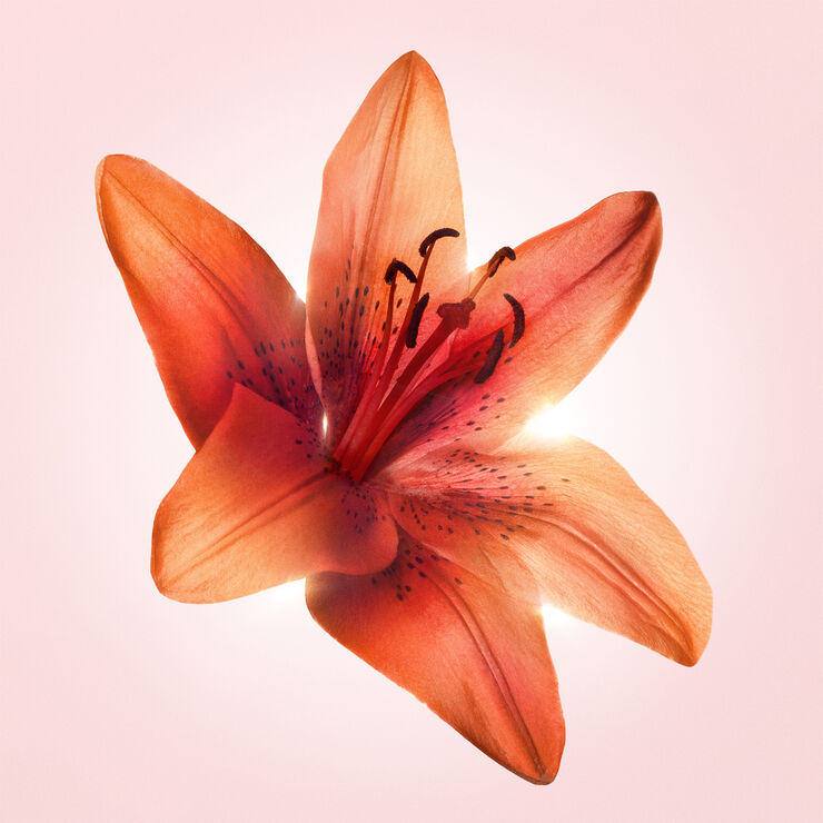 Viktor & Rolf Flowerbomb Tiger Lily EDP