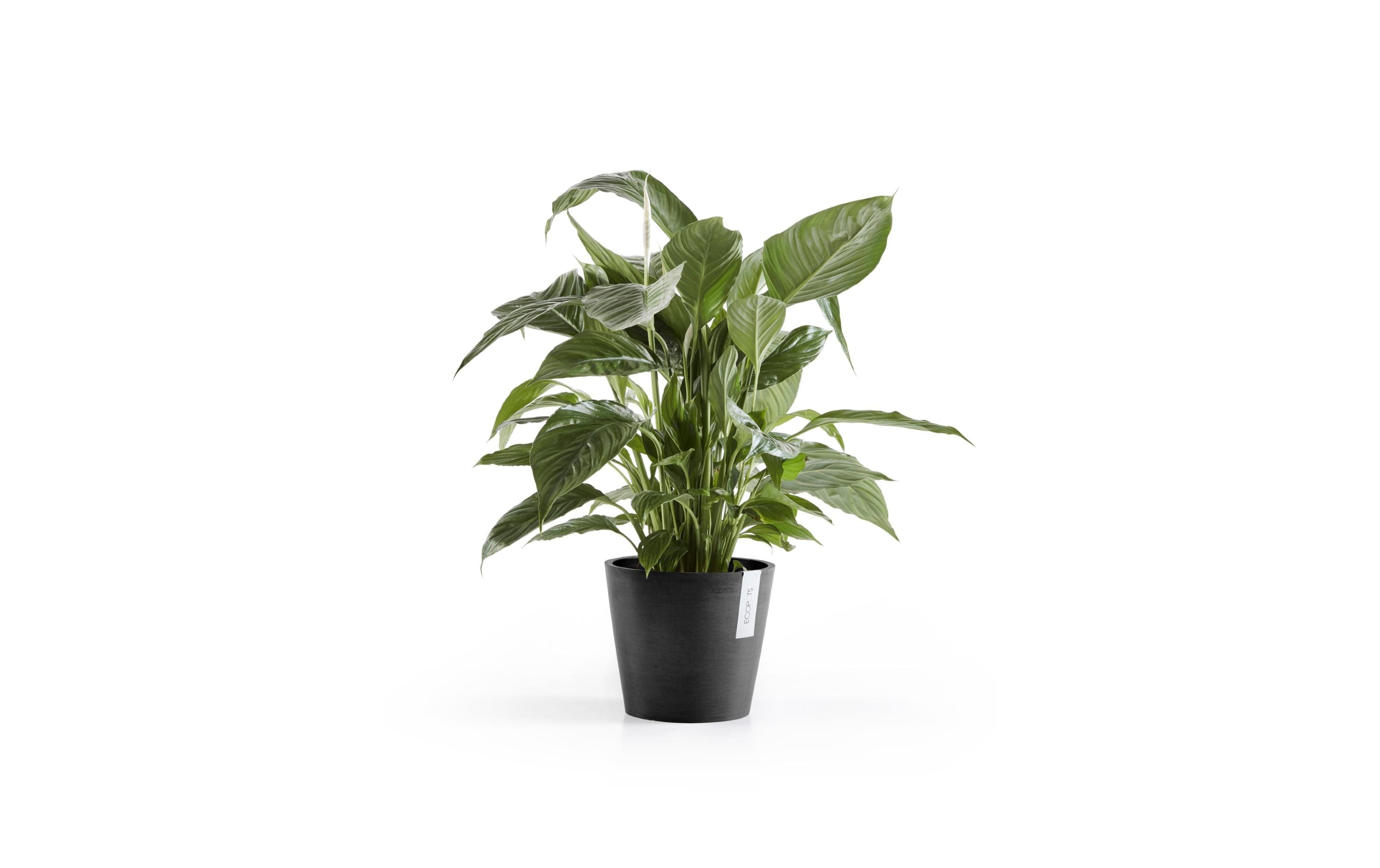 Pflanzentopf Amsterdam 20, DunkelgrauRobuster und langlebiger Blumentopf