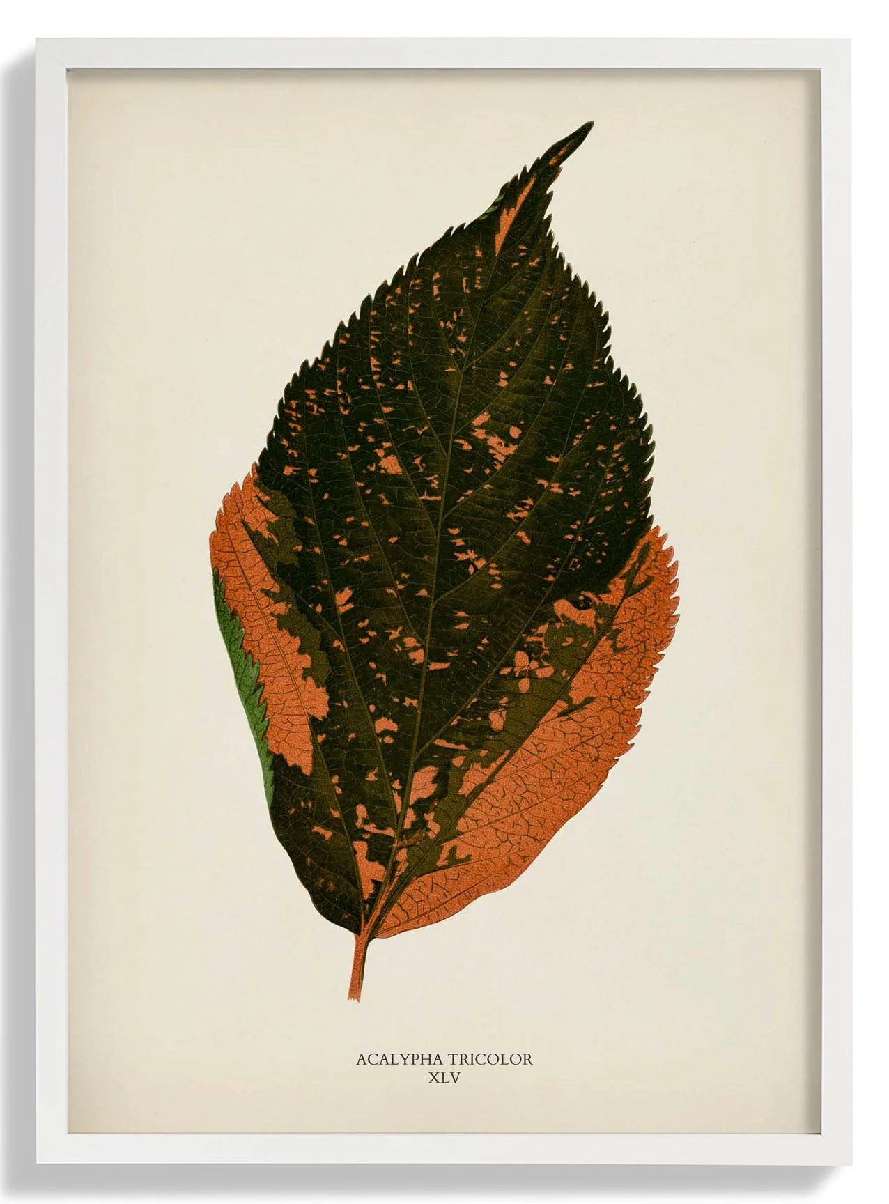 Acalypha Tricolor