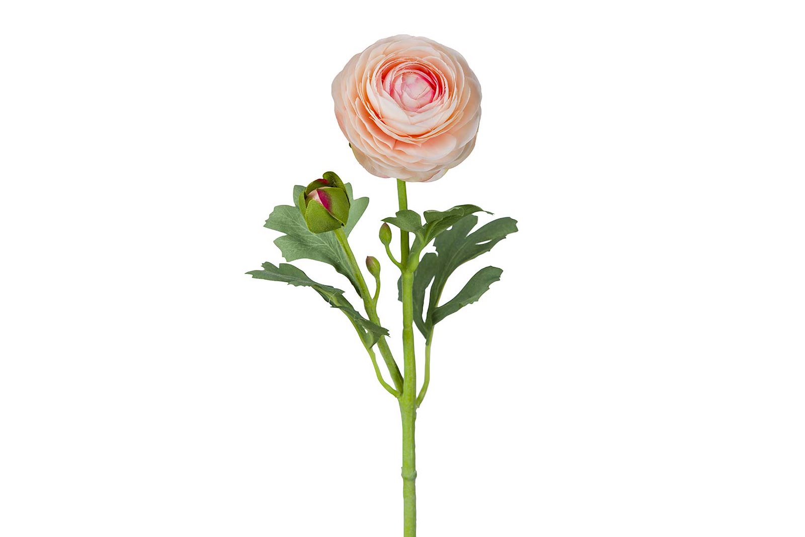 Ranunkel stilkblomst Aprikos. H50 cm