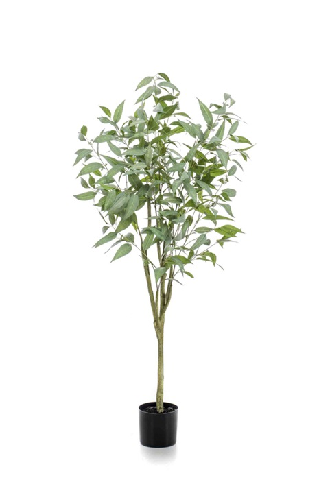 Eucalyptus globulus trees