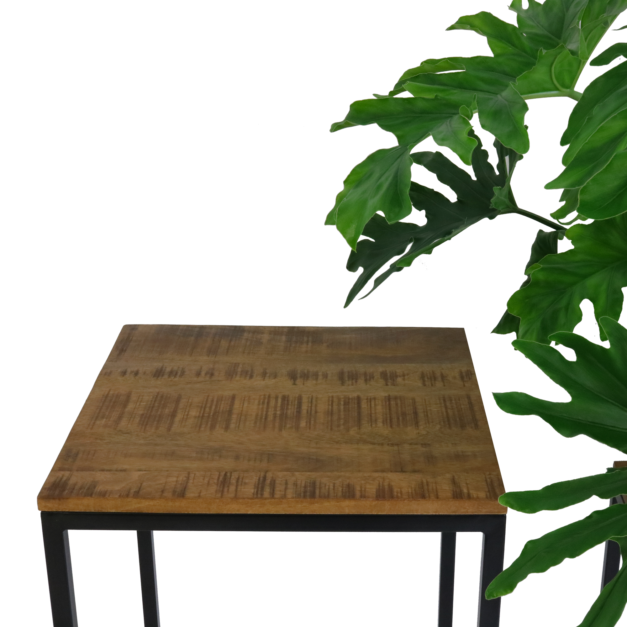 Kick Plantentafel Milo Hoog
