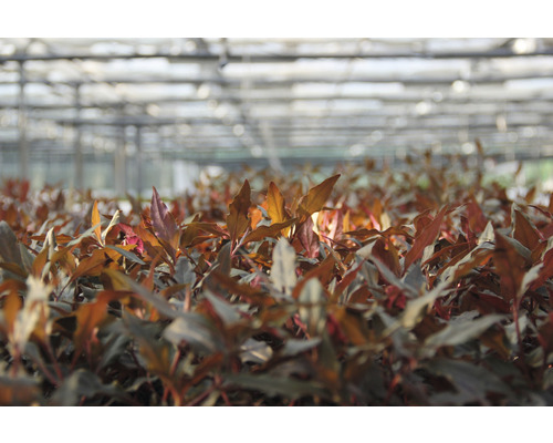 Papegaaienblad breedbladig - Alternanthera reineckii rood