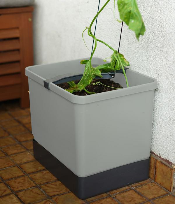 Gusta Garden Gurken-Topf Curt Cucumber, ca.