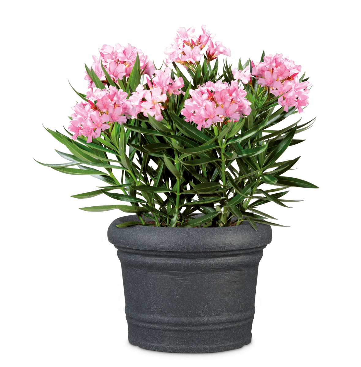 Scheurich Formia 80, plantenbak/bloempot/plantenbak, rond, van kunststof, kleur: zwart graniet, 80 cm diameter, 59,2 cm hoog, inhoud 179 l.
