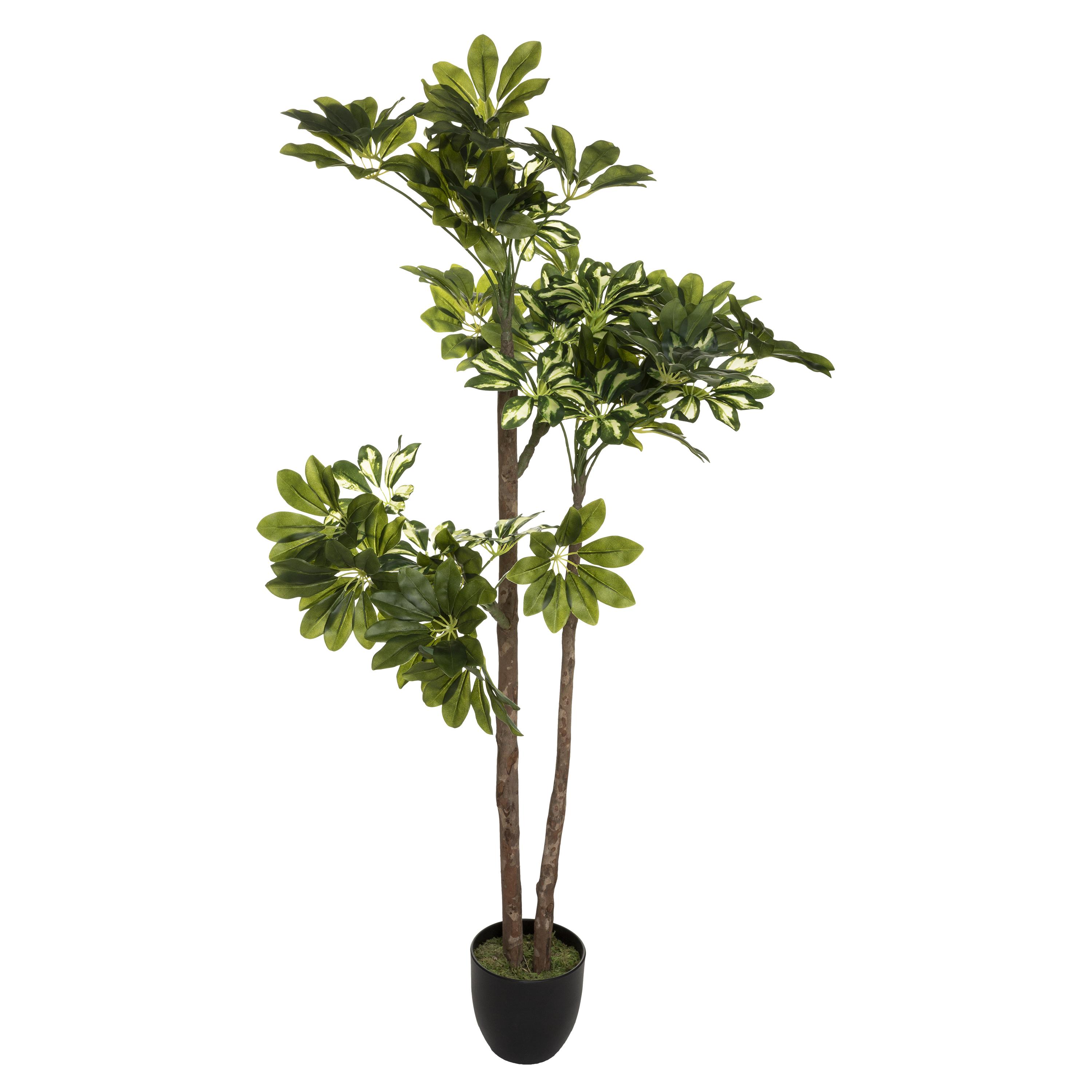 PLANTE SCHEFFLERA H.130CM