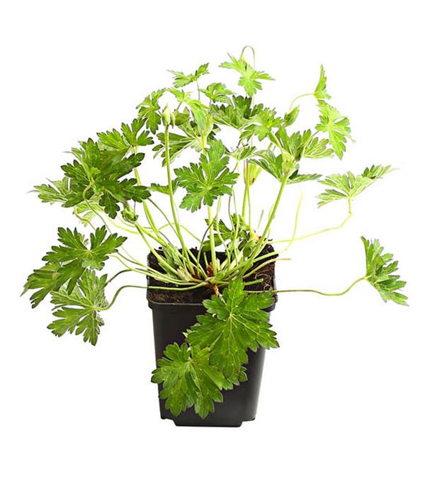 Bio Storchschnabel 'Rozanne®'